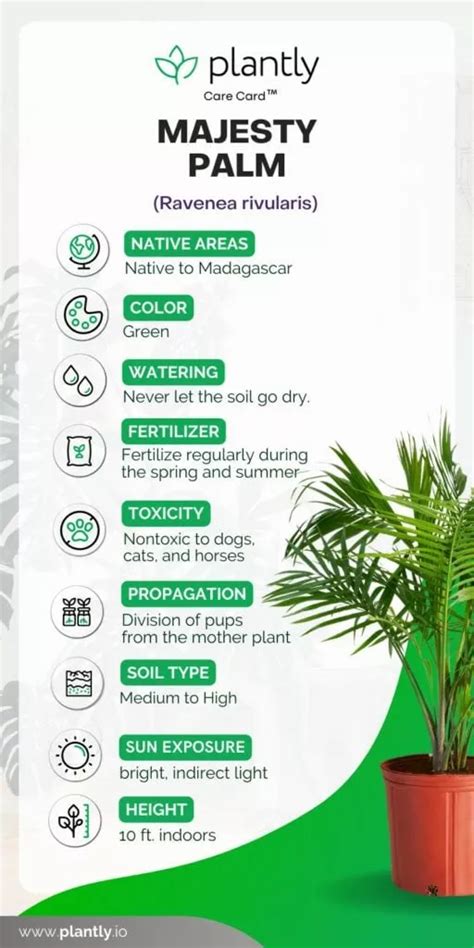 custom majesty palm moisture meter|majesty palm height.